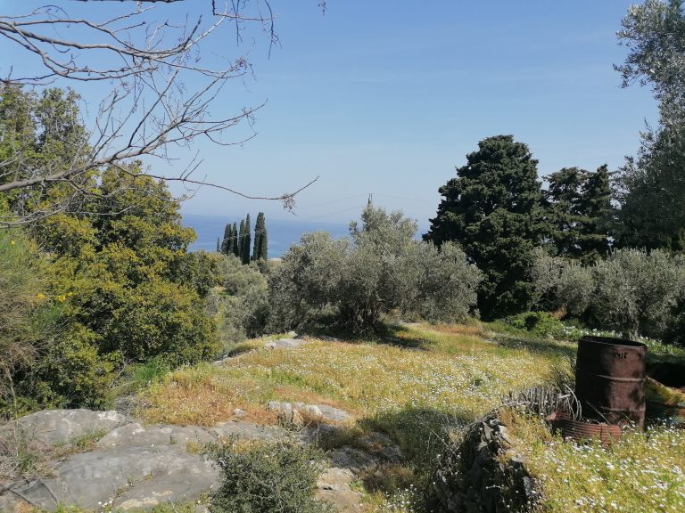 Traditional Stone House on an 8,000 m² Olive Grove