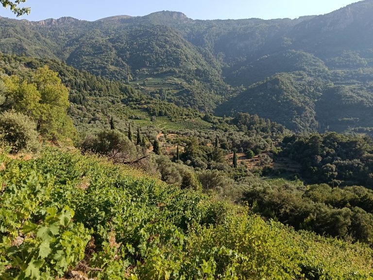 Secluded 8,000 m² Property with Traditional Stone Kalivi and Stunning Views