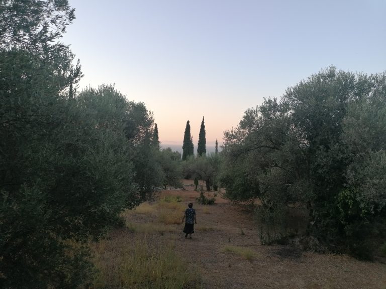 Beautiful Olive Orchard with Mature Trees in Tzarly, Vourliotes